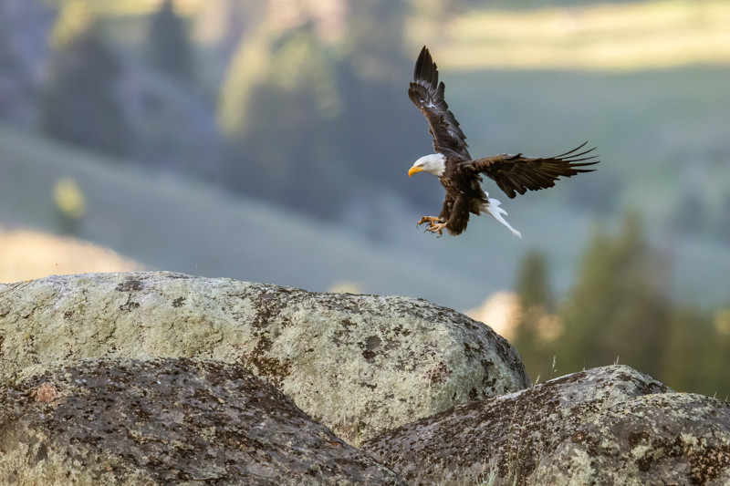 Eagle-Landing-800x533.jpg