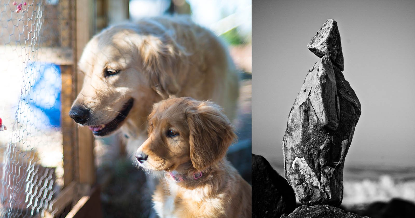 On the left, two golden retriever dogs, one adult and one puppy, gaze through a wire fence. On the right, a black and white image of a tall, balanced stack of stones against a blurred background.