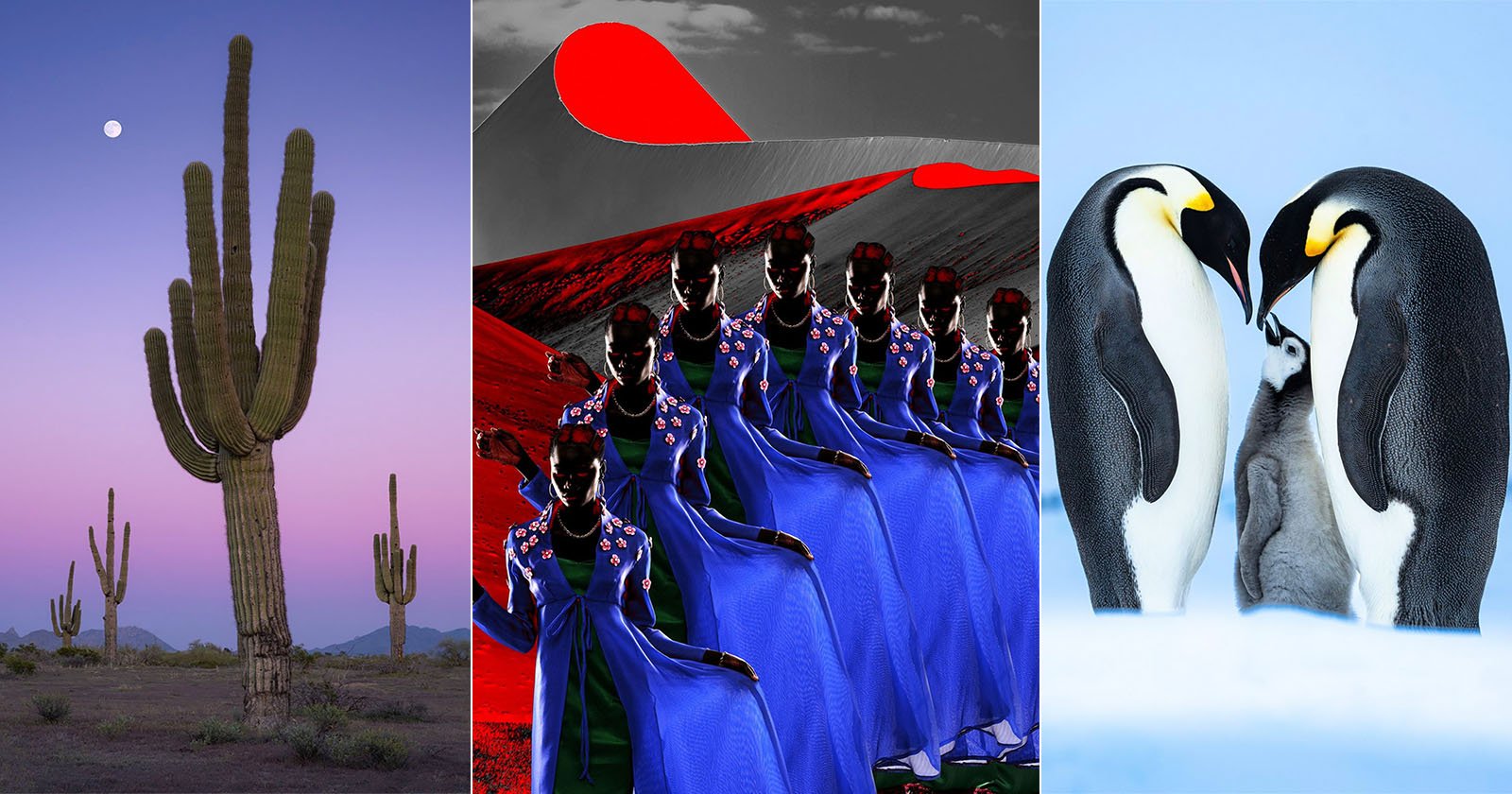 A collage of three images: tall cacti under a purple sky with a moon, women in blue dresses with red and black abstract background, and two emperor penguins with a chick standing on snow.