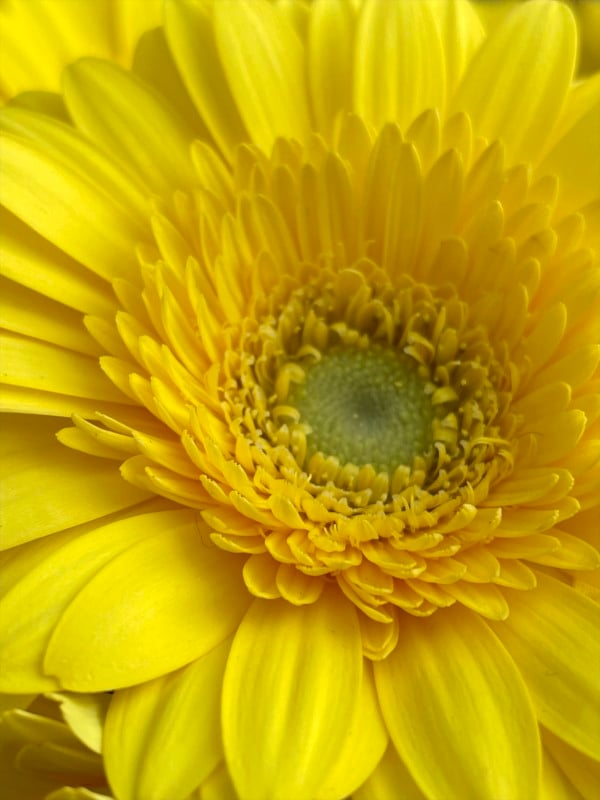 Small-Flower-1-600x800.jpg