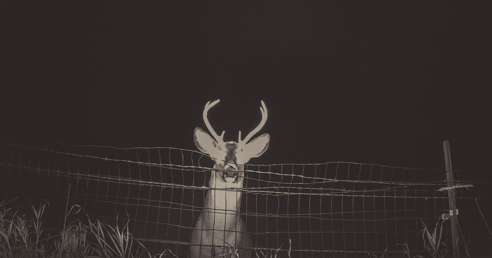 A deer with antlers stands behind a wire fence at night, illuminated by a bright light. Tall grass is visible in front of the fence, and the background is completely dark.