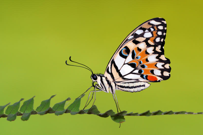 Lime_Butterfly_250310_by_inckurei.jpg