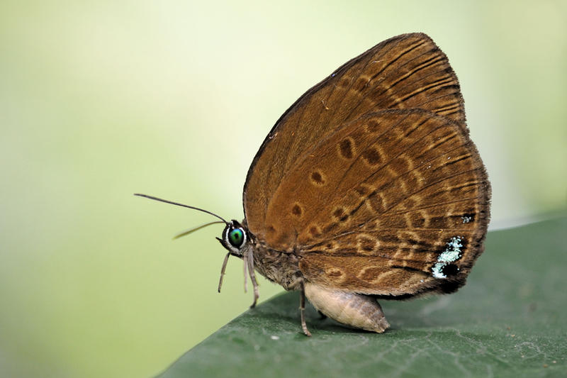 arhopala_amphimuta_100711_by_inckurei-d3lkitz.jpg