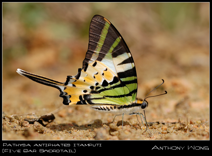 Five_Bar_Swordtail_181008_by_inckurei.jpg