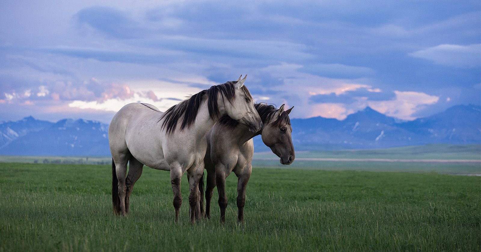 Two horses stand close together in a grassy field under a cloudy sky, with distant mountains in the background. One horse nuzzles the neck of the other, creating a serene and intimate scene.