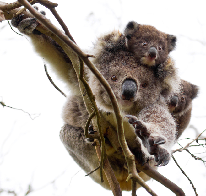 melbkoala1.jpg