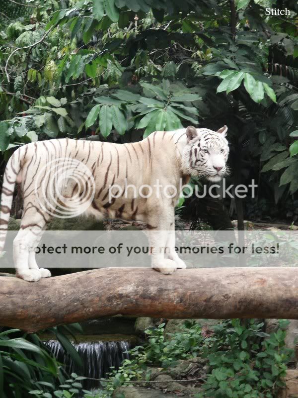 white_tiger2.jpg