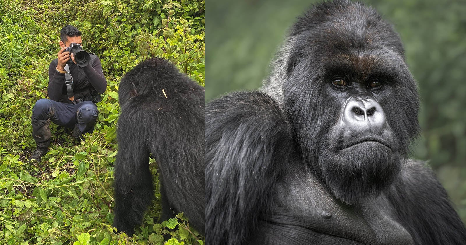 A photographer crouches in dense vegetation, closely observing a large gorilla. The gorilla is seen from above in one part of the image. A close-up of the gorilla's face, displaying its expressive features, is shown on the right side of the image.