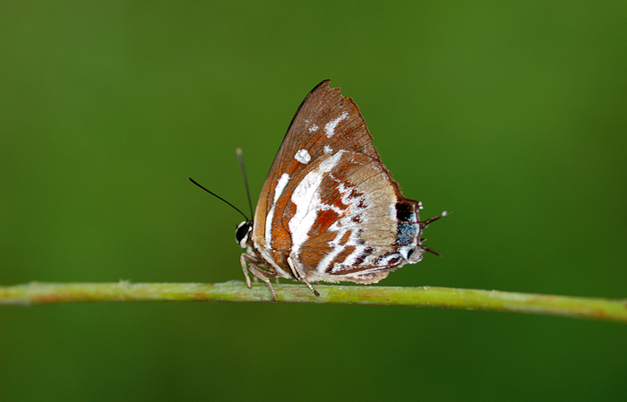 Silverstreak_151108_by_inckurei.jpg