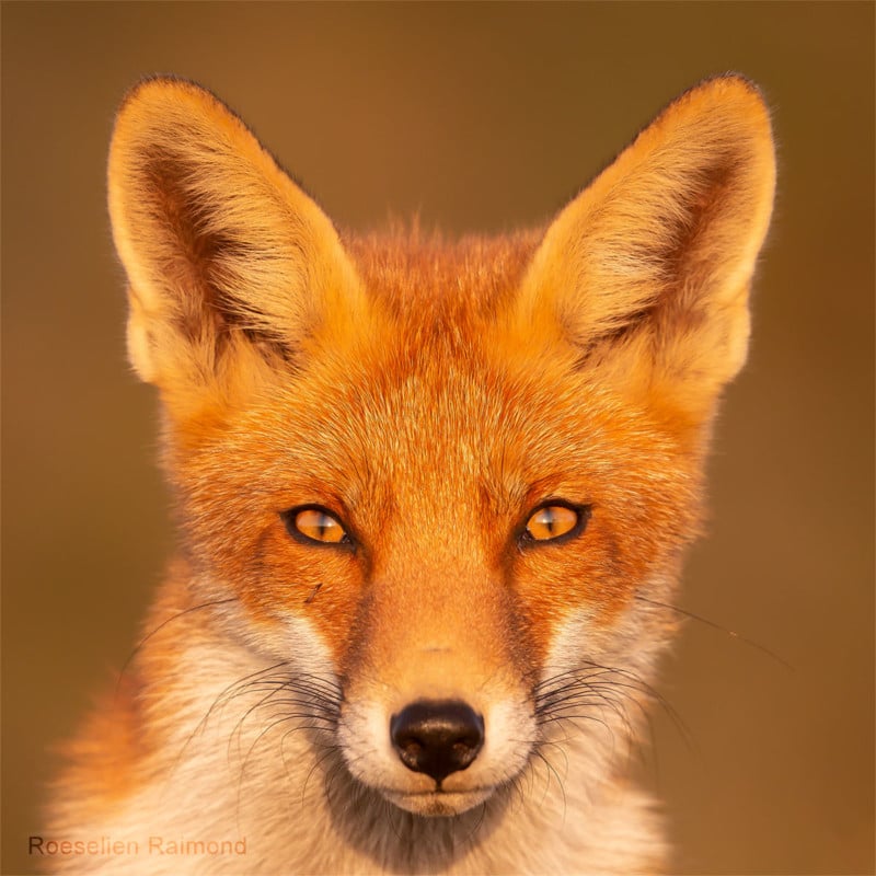 A portrait of a fox