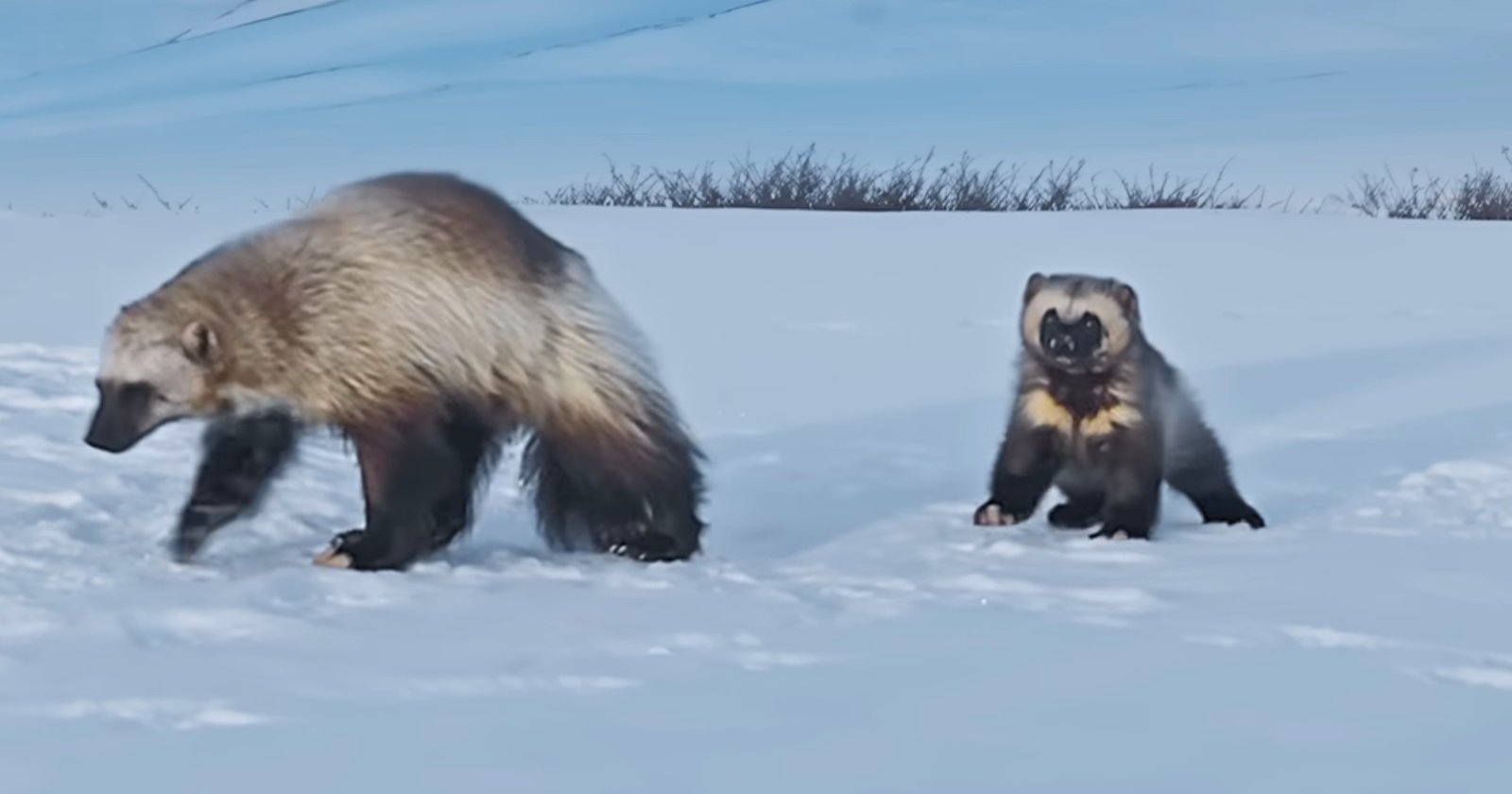 baby wolverine first steps earth alaska