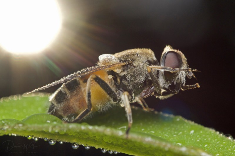 Fly-800x533.jpg