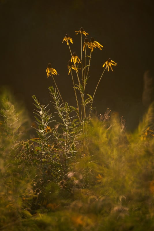 tokina-400mm-reflex-mf-lens-sample-2144-534x800.jpg