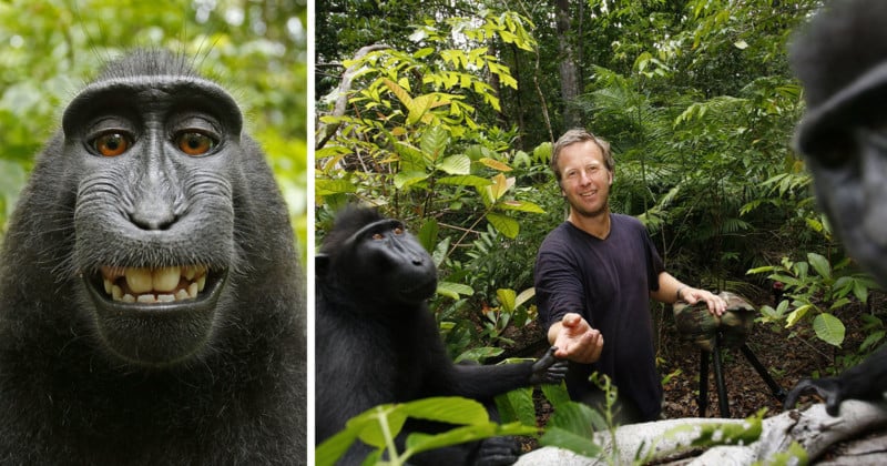 monkeyselfiefeat-800x420.jpg