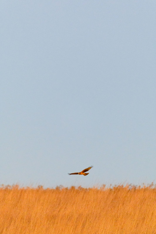 ray-hennessy-northern-harriers_009-532x800.jpg