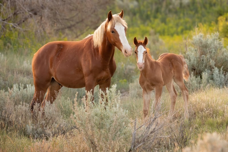 Wild-Horse-With-Foal-800x533.jpg