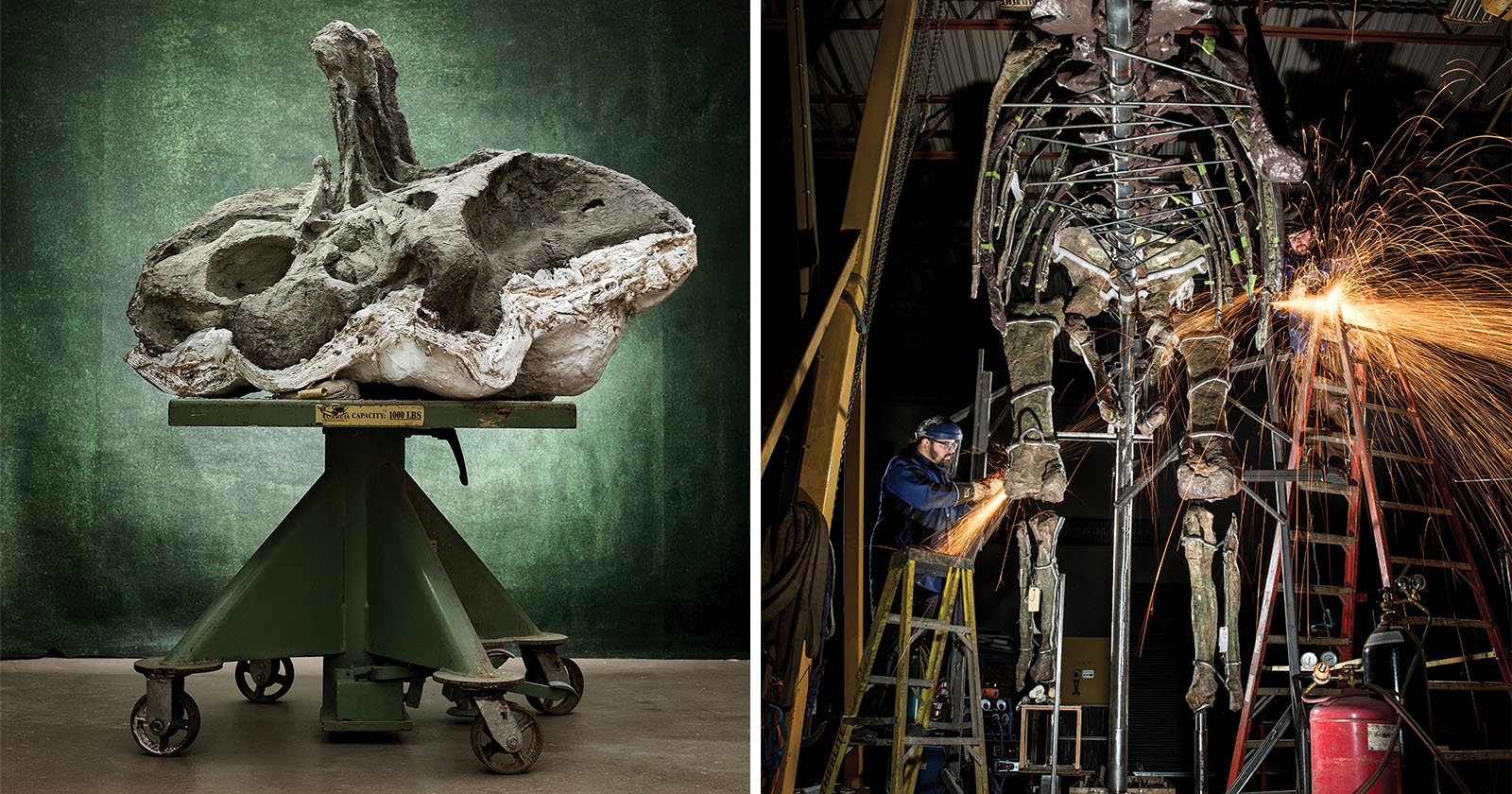 A two-part image: left side shows a large dinosaur skull fossil displayed on a green stand against a green background; right side shows two people welding and assembling a full dinosaur skeleton on scaffolding in a workshop setting.