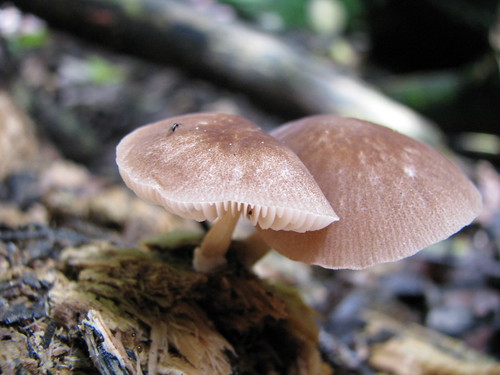 2180027155_736c290189.jpg