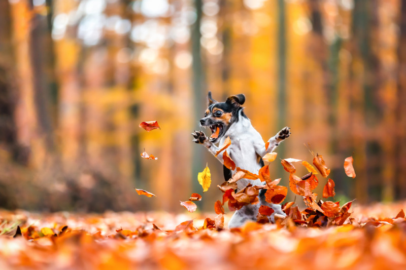 Diana-Jill-Mehner_Crazy-in-love-with-fall-800x533.jpg