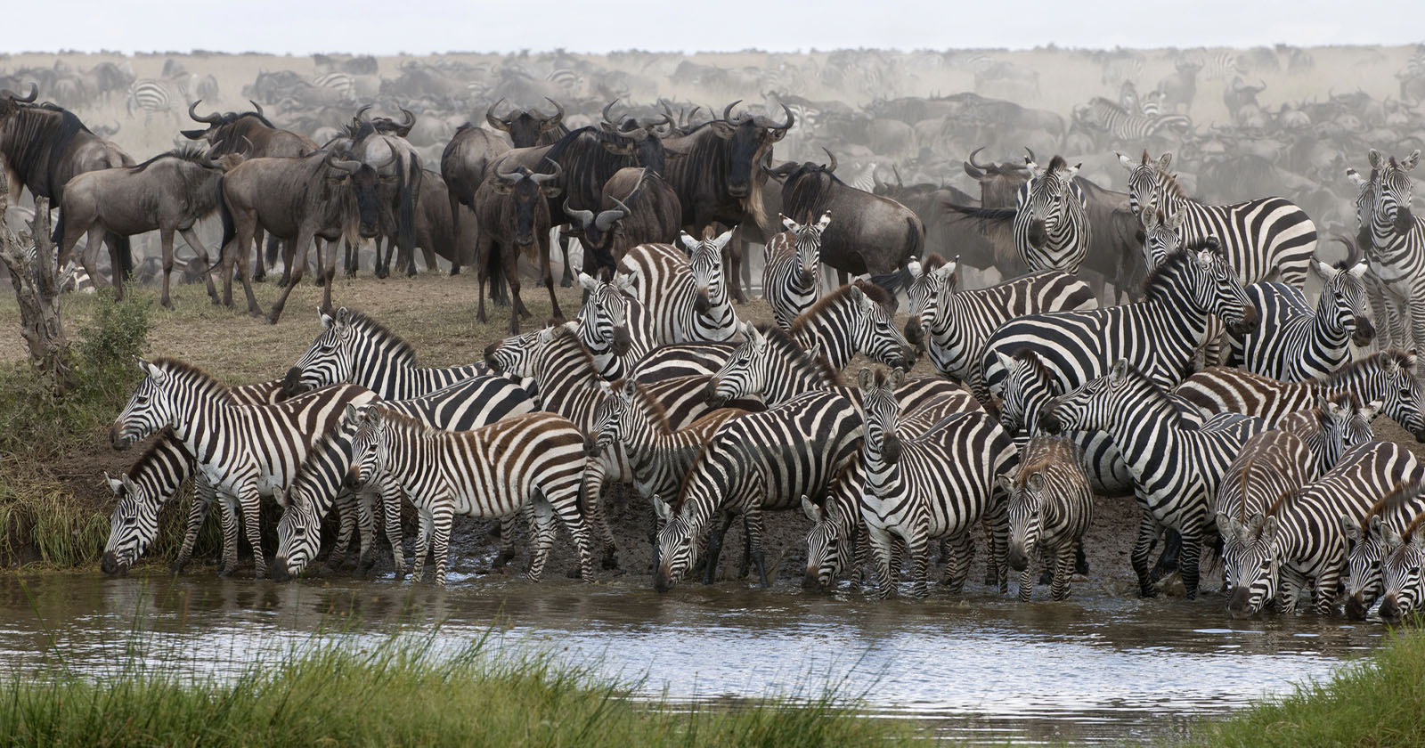 A large herd of zebras and wildebeests gathers at a waterhole, some drinking from the water. The landscape is grassy, with the dense group of animals creating a sense of movement and activity. A dusty haze lingers in the background.