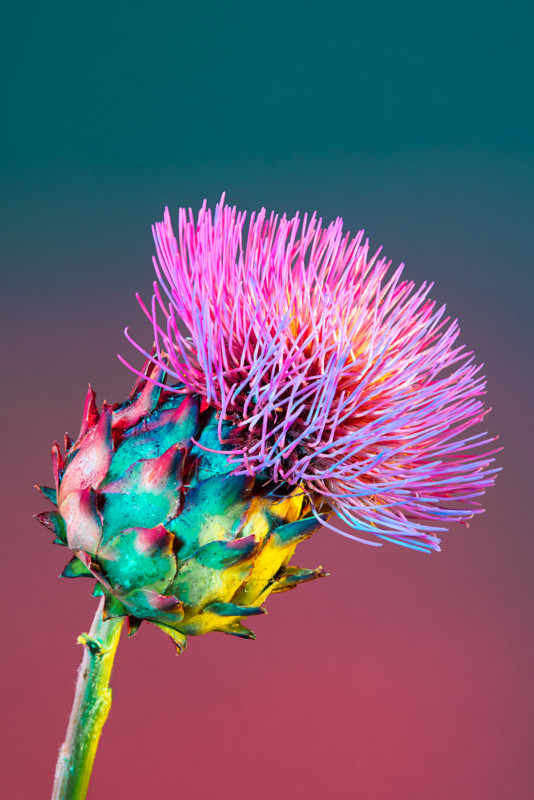 Artichoke-1-534x800.jpg