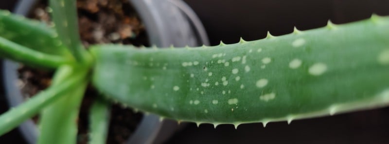 OnePlus-9-XPan-photo-1-800x297.jpg