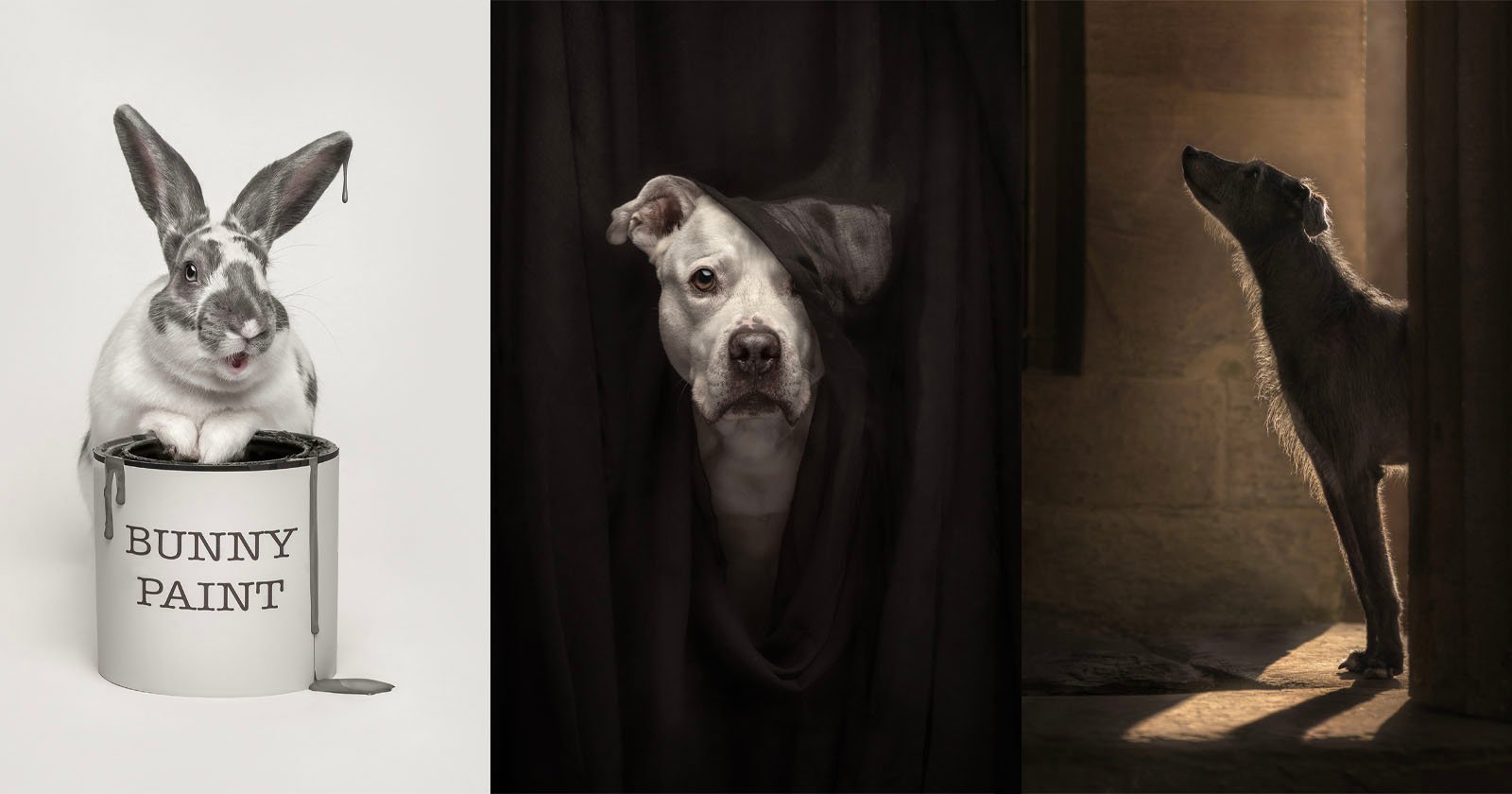 Three photos: a rabbit sitting in a paint can labeled BUNNY PAINT; a dog peeking through a black curtain; a dog standing in a sunlit doorway, looking up towards the light.