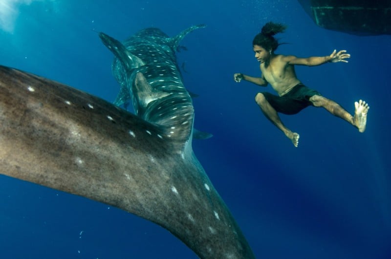shark-800x530.jpg