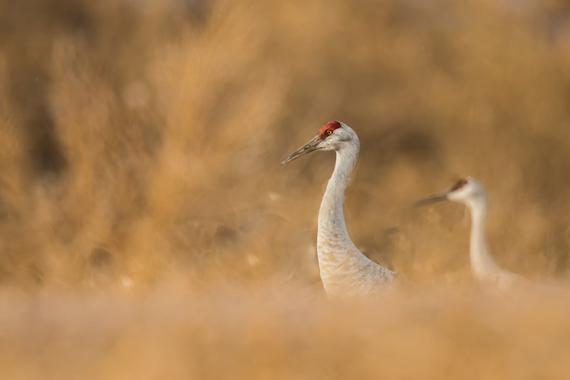 BASCO-cranes-800x533.jpg