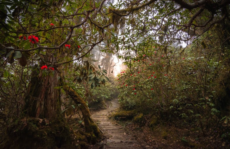 LANGUAGE-OF-THE-FOREST-800x519.jpg