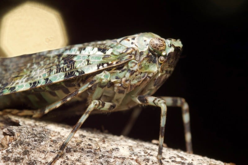 Hieroglyphic-Cicada-800x533.jpg
