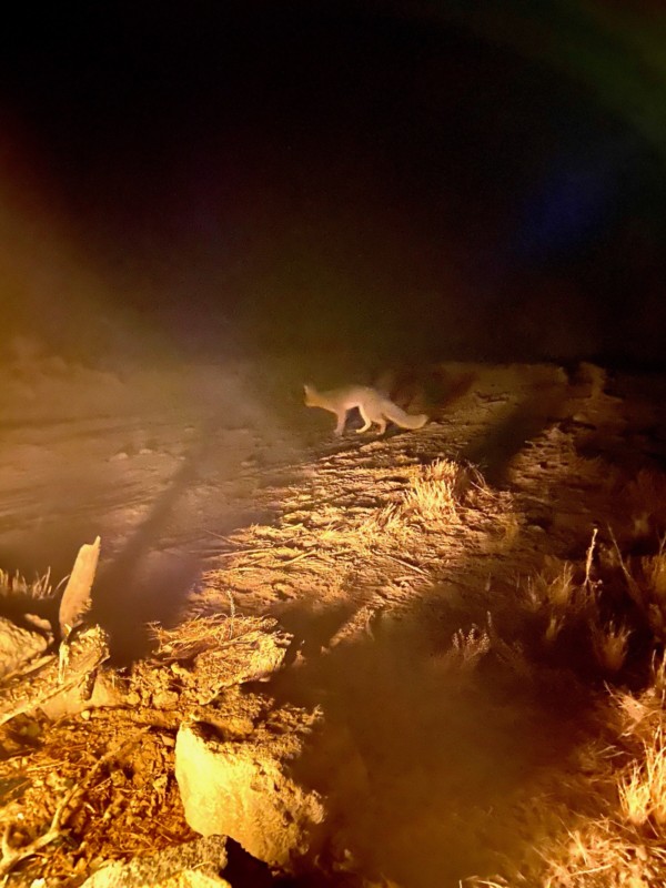 Desert_Fox_Anton_Photo_Palace_1-600x800.jpg