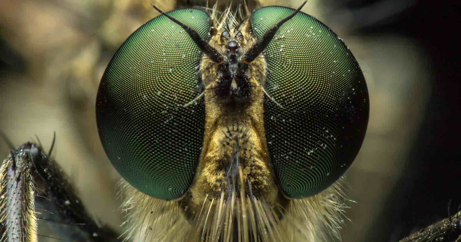 Extreme close-up of a fly's face, showing large green compound eyes, short antennae, and fine hairs on its head, highlighting detailed textures and patterns.