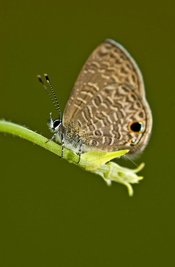 Two_Spotted_Line_Blue_by_inckurei.jpg