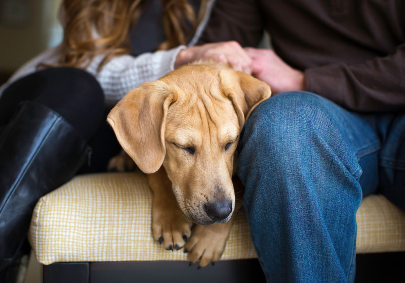 1st-Rescue-Dogs-Sonya-Kolb-©-XL-800x560.jpg