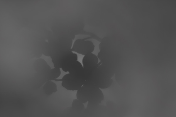 2835689579_d9b8a34701_o.jpg