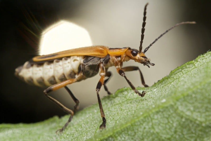 Beetle-800x533.jpg