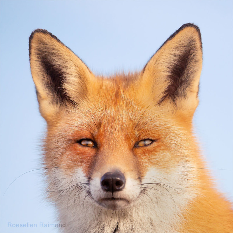 A portrait of a fox