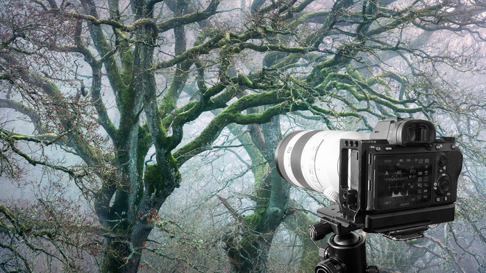 This Editing Trick Might Change How You Photograph Forests