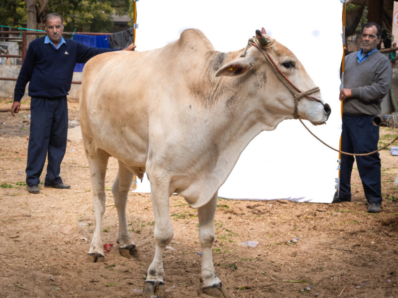 cowtest-800x600.jpg