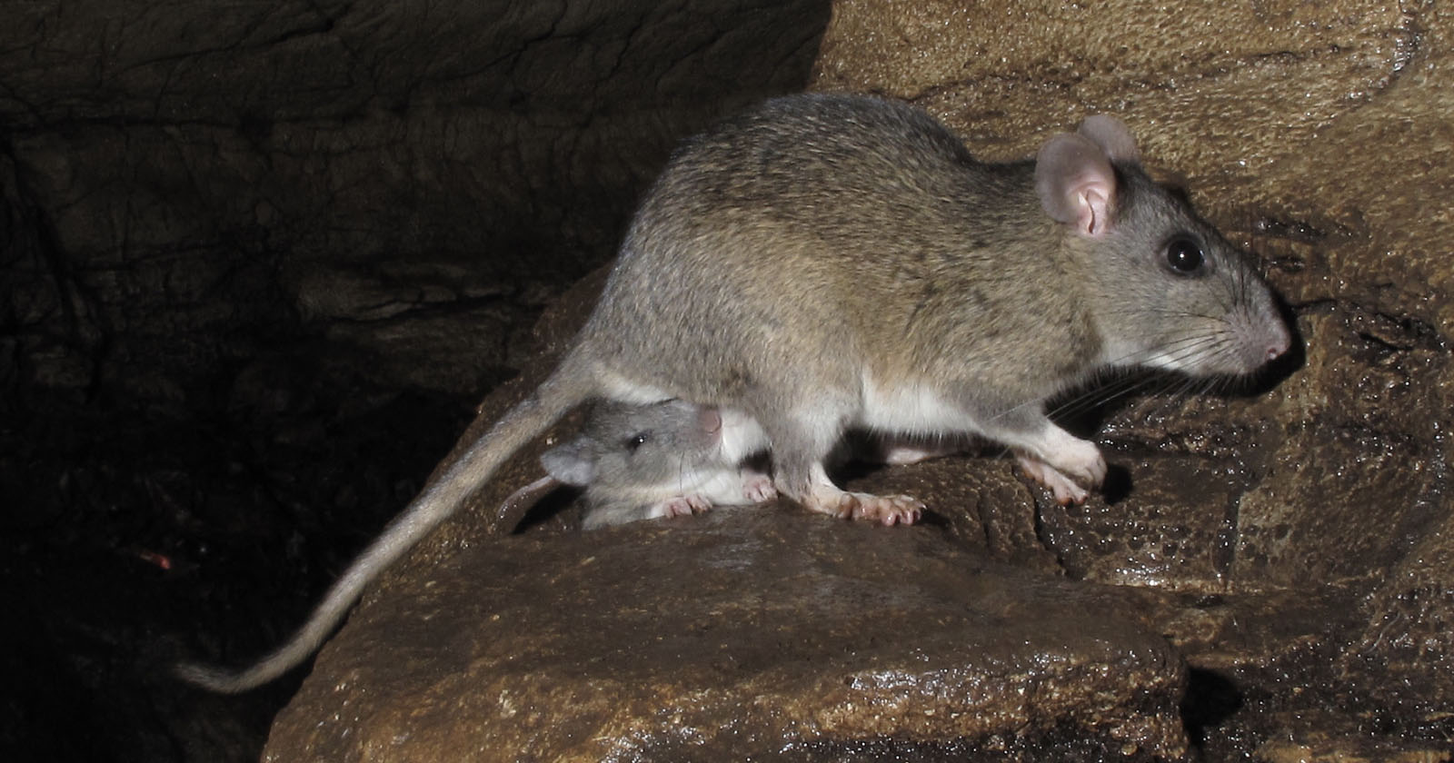 Allegheny woodrat