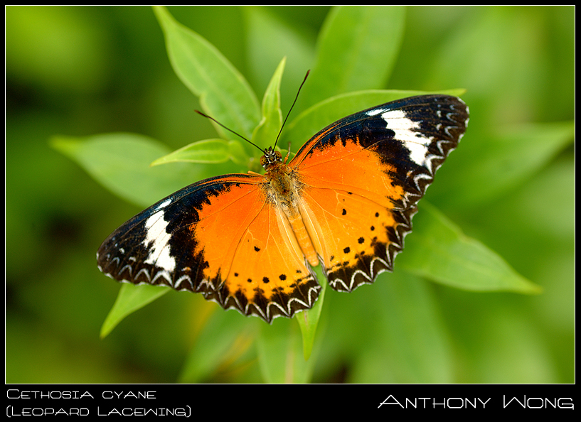 Leopard_Lacewing_270708_by_inckurei.jpg