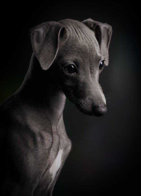 1st-Puppies-Klaus-Dyba-©-X2-578x800.jpg