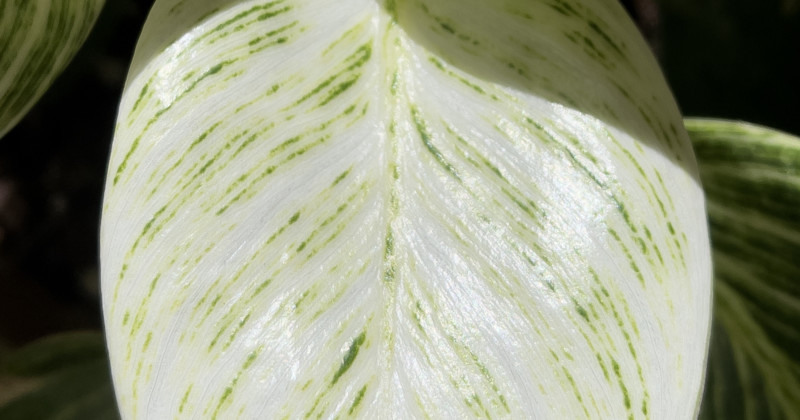 apple-pro-raw-normal-100-crop-800x420.jpg