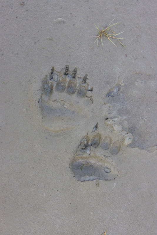 Bear footprints in sand