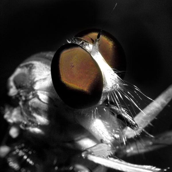 1441282549_c4d330c8e5_o.jpg