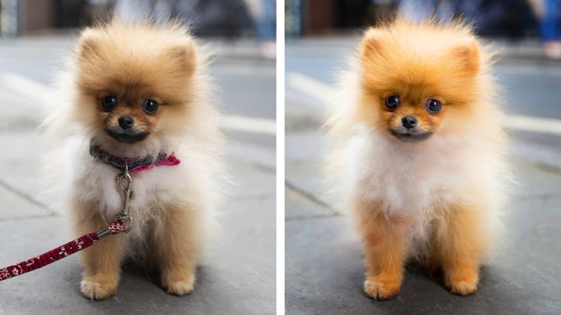 PSE-Perfect-Pet-Pics-800x450.jpg