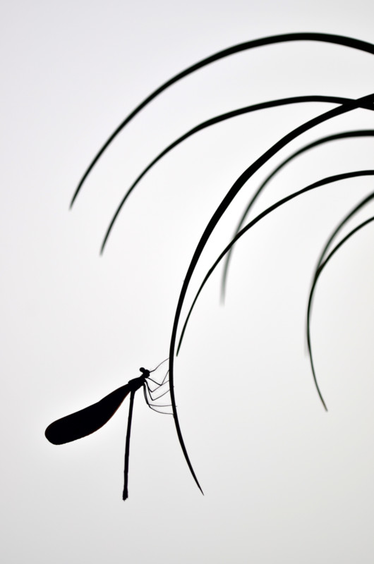 WINNER-Minghui-Yuan-Chinese-painting-530x800.jpg