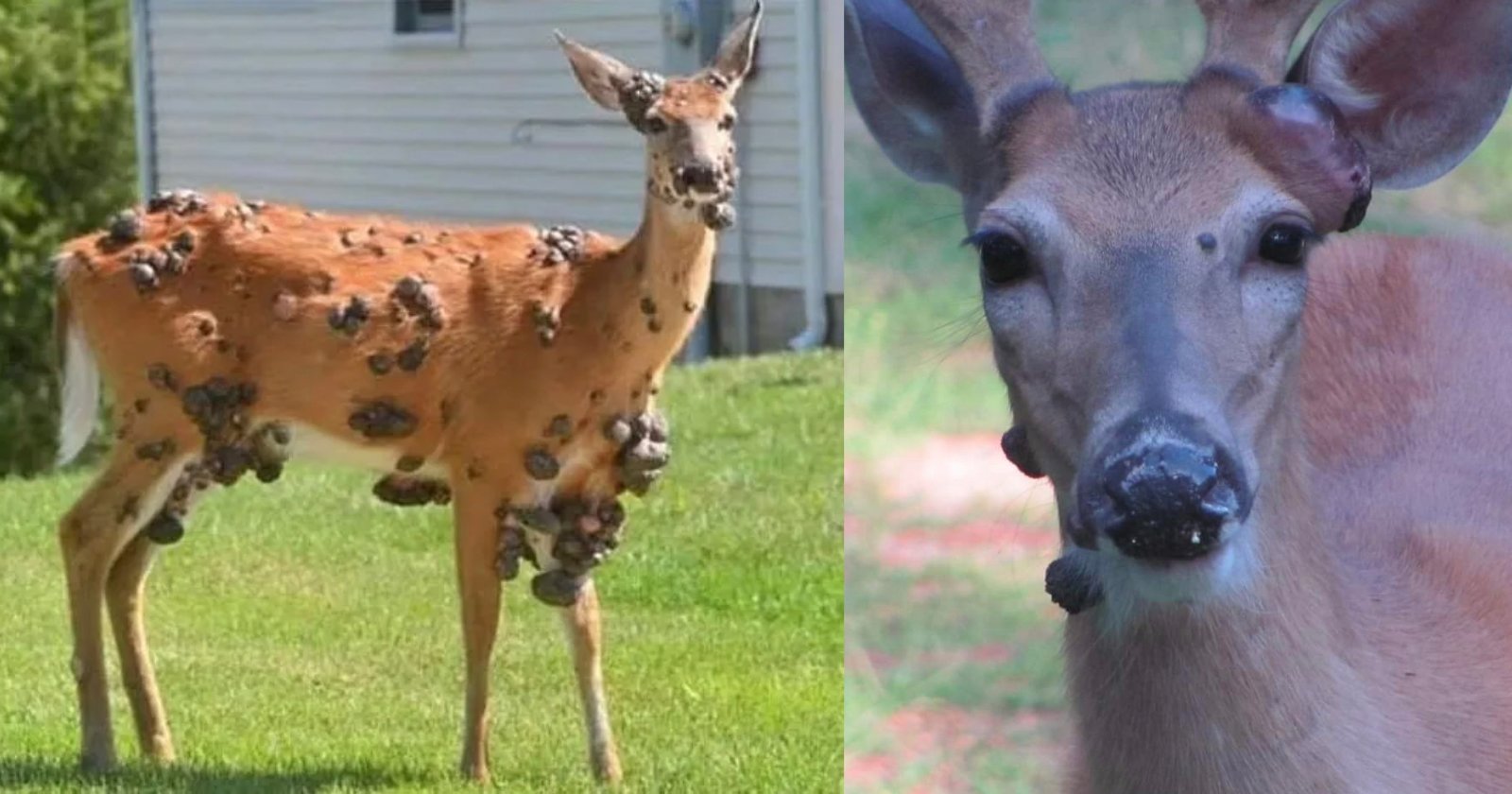 A deer with multiple large, dark growths covering its body stands on grass; next to it, a close-up of a deer's face showing similar growths near its mouth and neck.