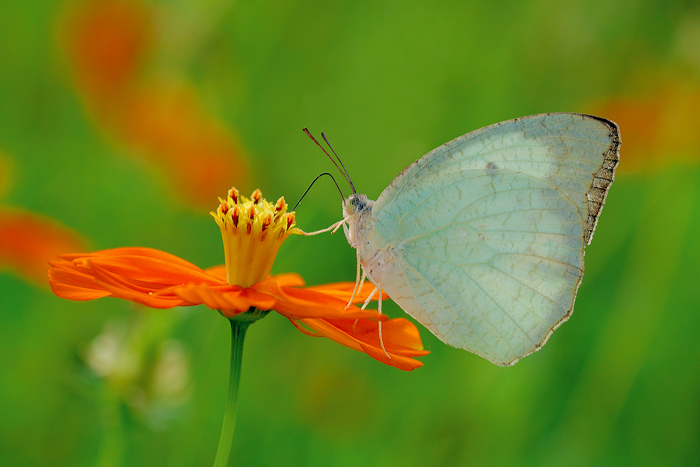 Mottled_Emigrant_161108_by_inckurei.jpg